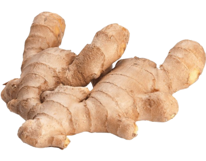 Fresh Ginger Export