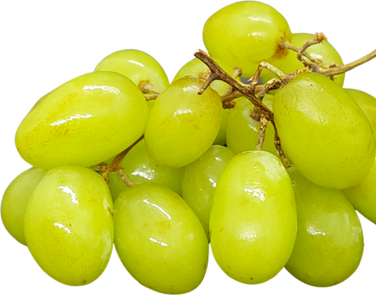 Fresh Grapes Export