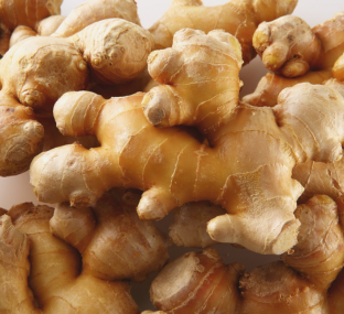 Fresh Ginger Export from India